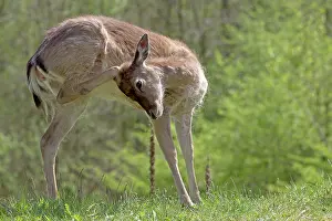 Cervinae: Fallow Deer