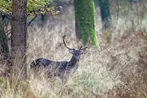 Cervinae: Fallow Deer