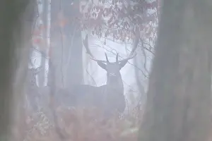 Nebula: Fallow Deer