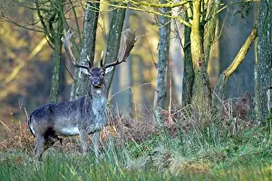 Cervinae: Fallow Deer