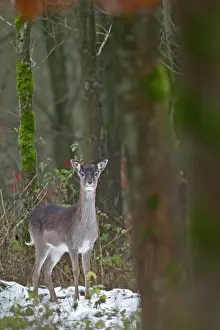 Pelage: Fallow Deer