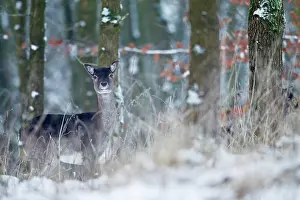 Cervinae: Fallow Deer