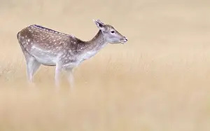 Waterleidingduinen: Fallow Deer