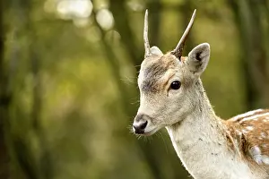 Waterleidingduinen: Fallow Deer
