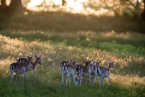Ashdown: Fallow Deer