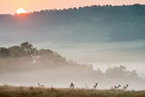 Ashdown: Fallow Deer