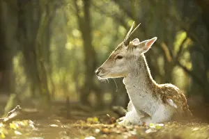 Waterleidingduinen: Fallow Deer