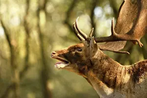 Waterleidingduinen: Fallow Deer