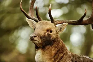 Bokeh: Fallow Deer