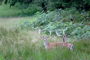 Cloven: Fallow Deer