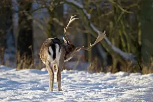 Cloven: Fallow Deer