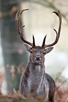 Cervinae: Fallow Deer