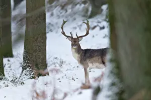 Cervinae: Fallow Deer
