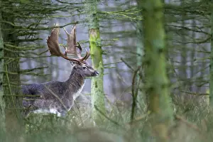 Cloven: Fallow Deer