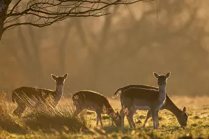 Ashdown: Fallow Deer