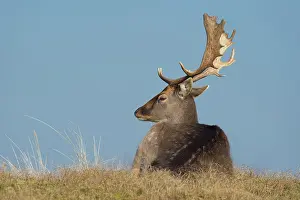 Waterleidingduinen: Fallow Deer