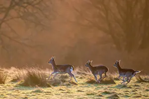 Ashdown: Fallow Deer