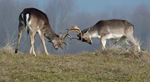 Waterleidingduinen: Fallow Deer