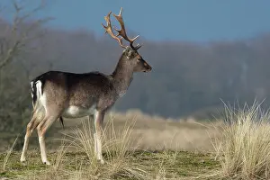 Waterleidingduinen: Fallow Deer