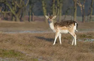 Waterleidingduinen: Fallow Deer