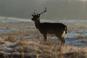 Waterleidingduinen: Fallow Deer
