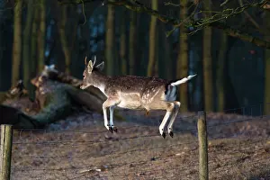 Waterleidingduinen: Fallow Deer