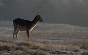 Waterleidingduinen: Fallow Deer