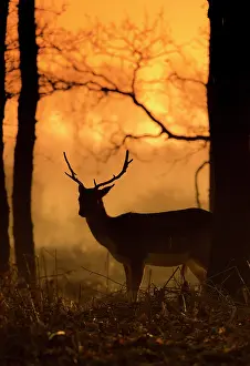 Waterleidingduinen: Fallow Deer