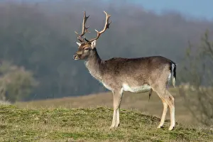 Waterleidingduinen: Fallow Deer