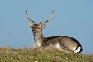 Waterleidingduinen: Fallow Deer