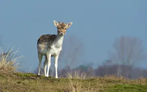 Waterleidingduinen: Fallow Deer