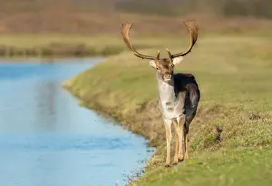 Waterleidingduinen: Fallow Deer