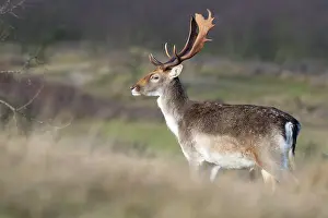 Waterleidingduinen: Fallow Deer