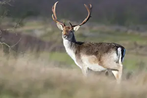 Waterleidingduinen: Fallow Deer