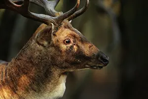 Dama: Fallow Deer