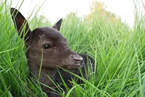 Dama: Fallow Deer