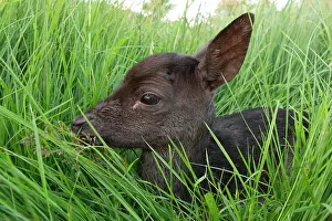 Dama: Fallow Deer