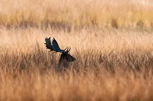 Dama: Fallow Deer