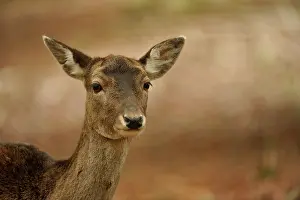 Dama: Fallow Deer