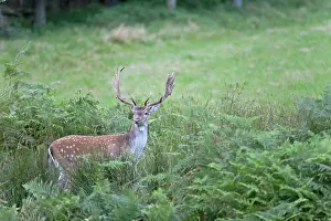 Dama: Fallow Deer