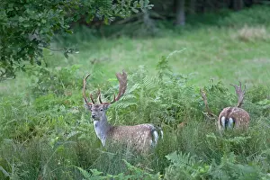 Dama: Fallow Deer
