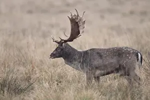 Danmark: Fallow Deer
