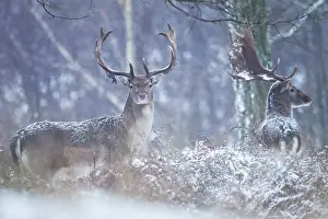 Cervinae: Fallow Deer