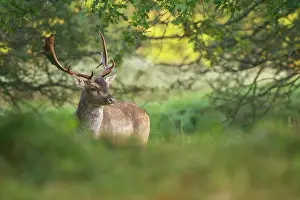Waiting: Fallow Deer