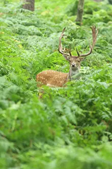 Guarding: Fallow Deer