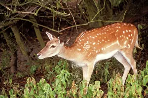 Chris Knights: Fallow DEER