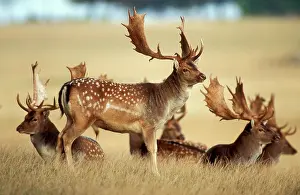 Bachelor: Fallow DEER - Buck bachelor group