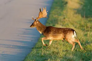 Verge: Fallow Deer - buck crossing road