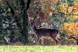 Saone: Fallow Deer - buck. Haute Saone, France