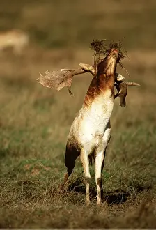 Vocalising: FALLOW DEER - buck / male calling, with grass on head